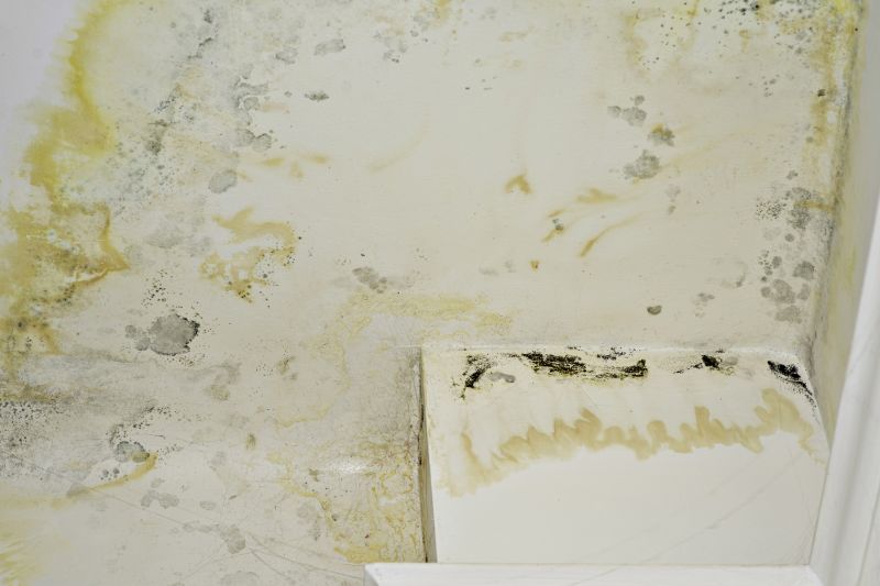 Mold Abatement Service in Boca Raton, FL
